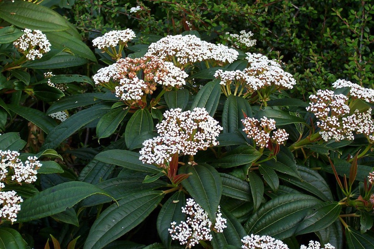 6 Most Common Viburnum Diseases and How to Treat Them