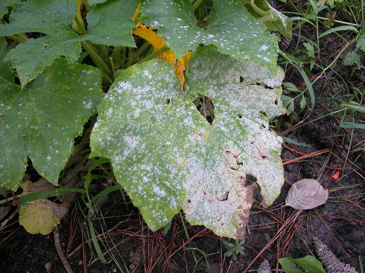 This is a Powdery Mildew.