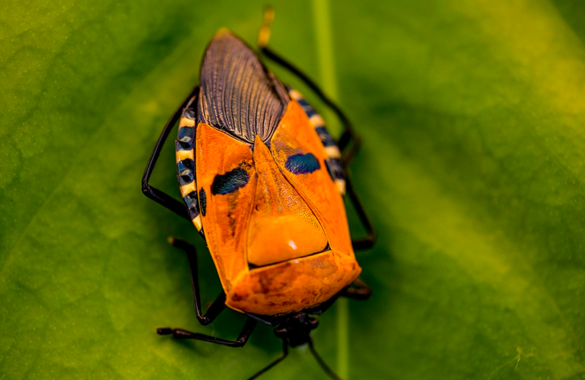 6-insects-with-amazing-faces
