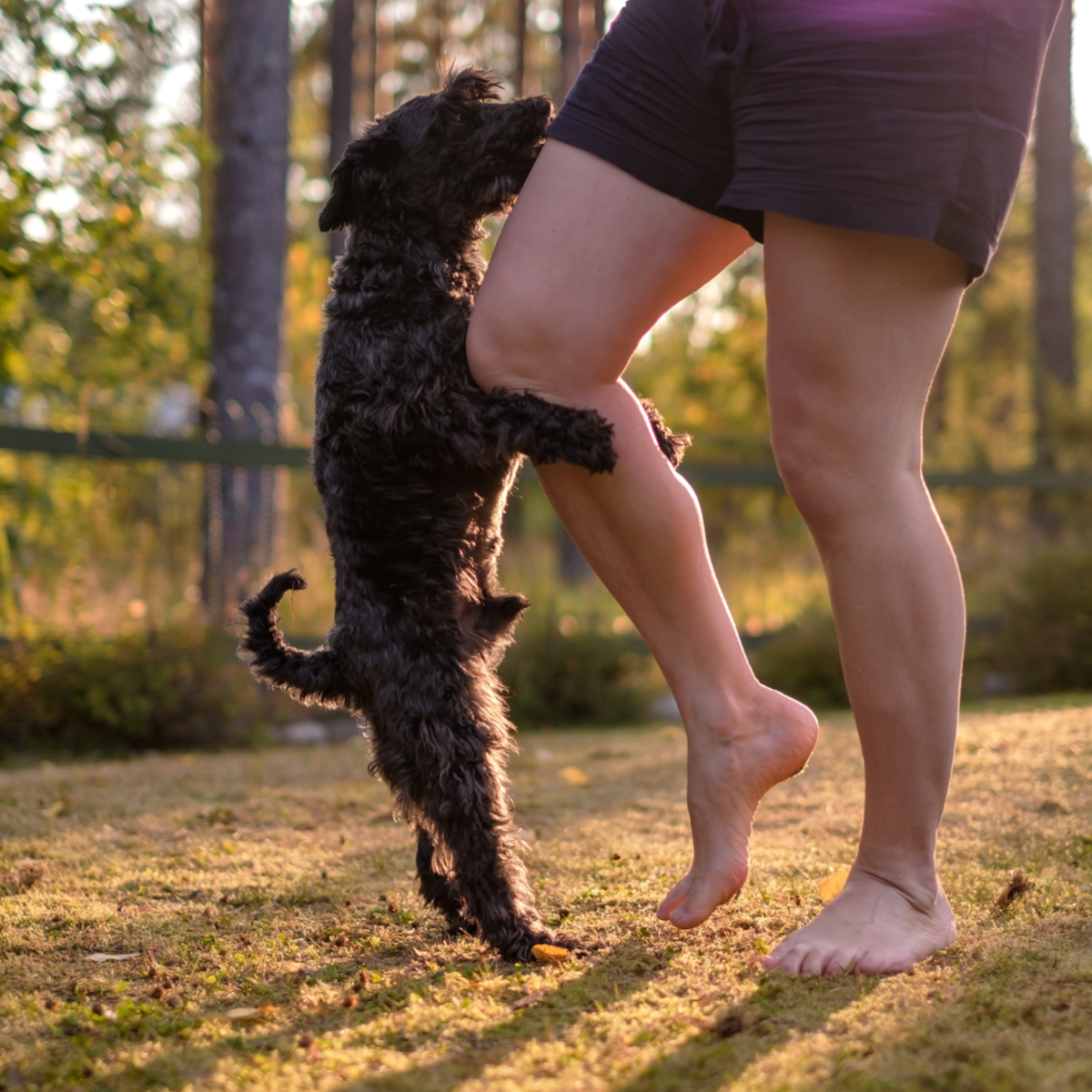 Ouch! Leg-nipping behaviors in dogs can be painful at times. 