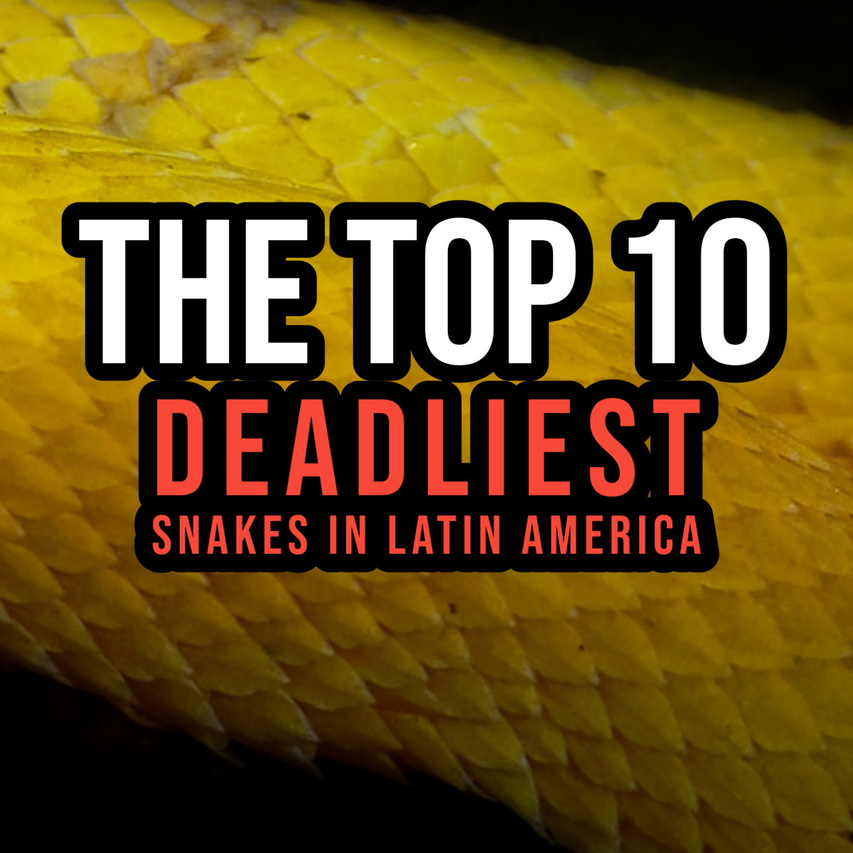 The Top 10 Deadliest Snakes in Latin America