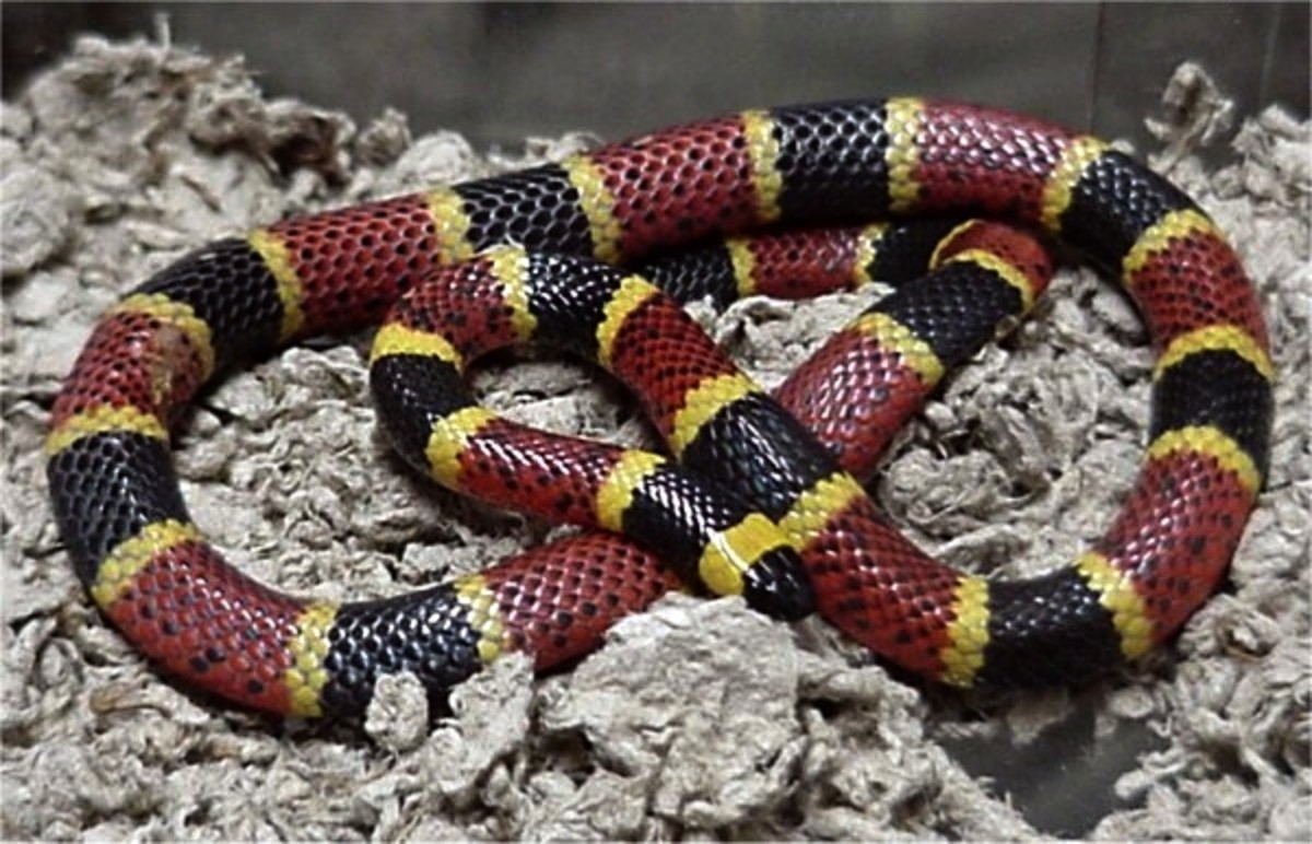 ☠️Red Touches Black = DEATH!☠️ 6 of the DEADLIEST Snakes in