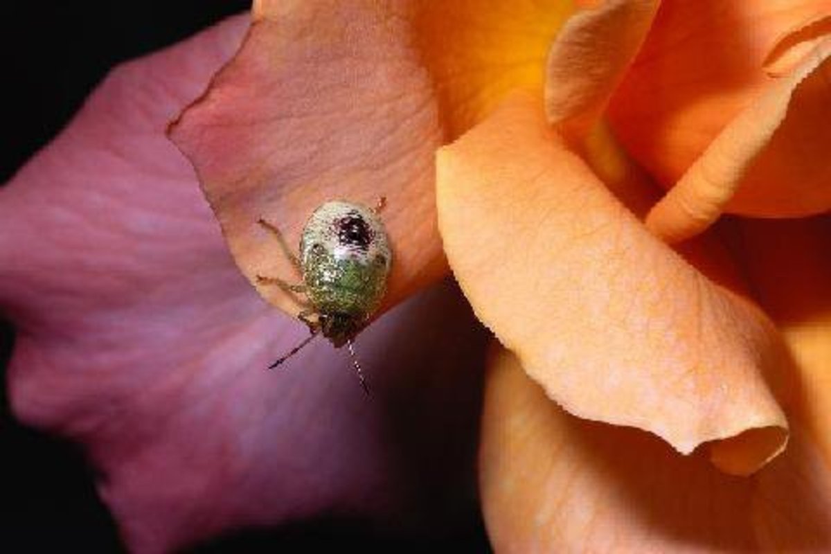An undeserved "tarnished" reputation is like a stink bug crawling over a rose petal. It's temporary, because quality will always find a way to shine through.