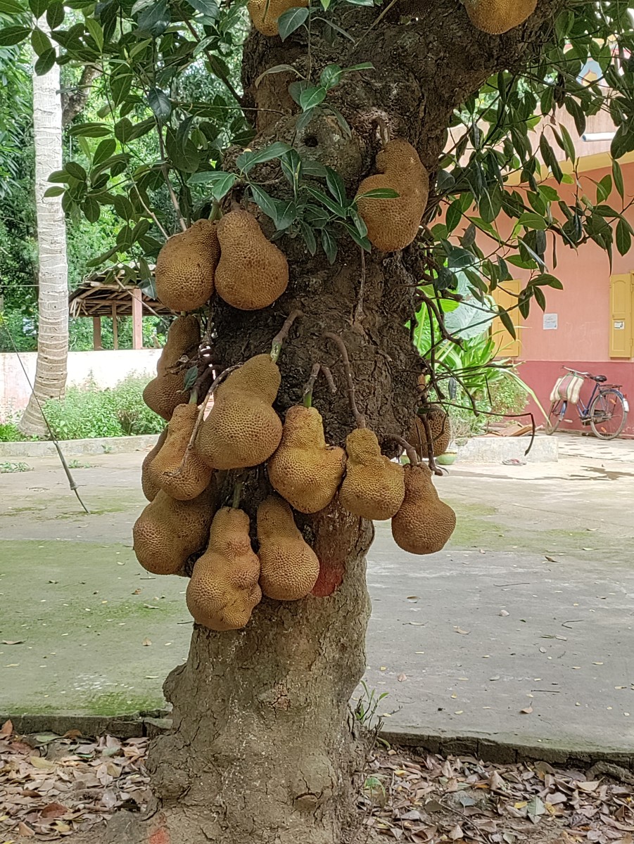 The Jackfruit tree with the fruits