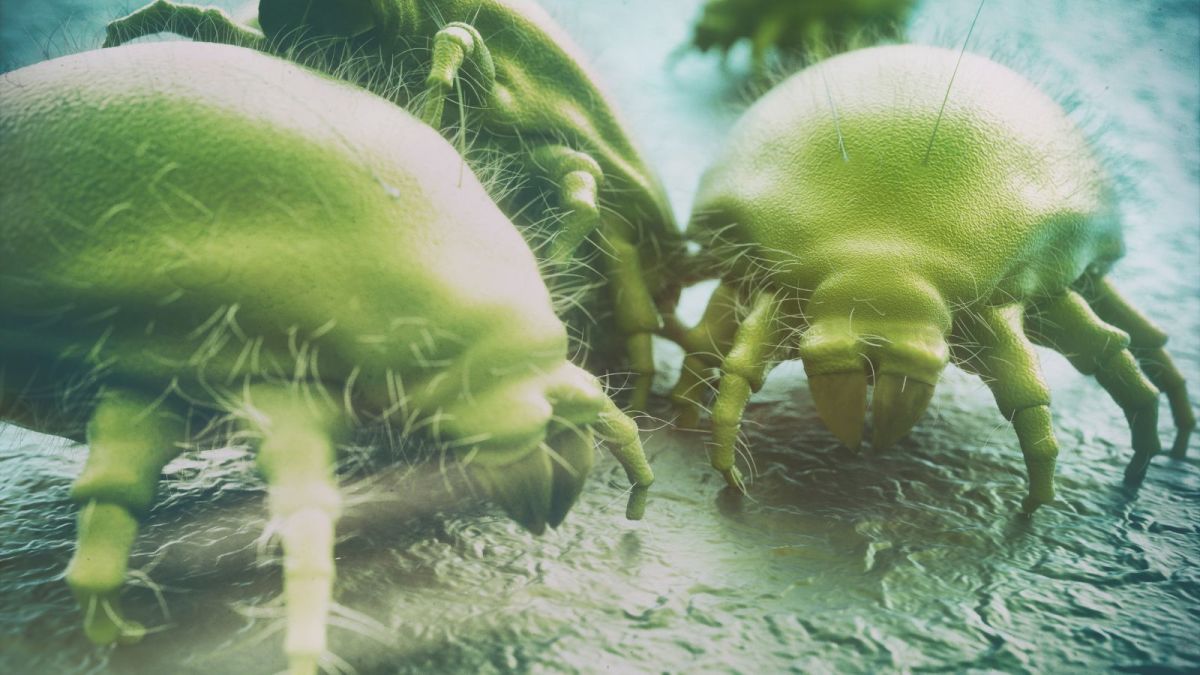 7 Effective Ways to Remove Dust Mites from Your Home