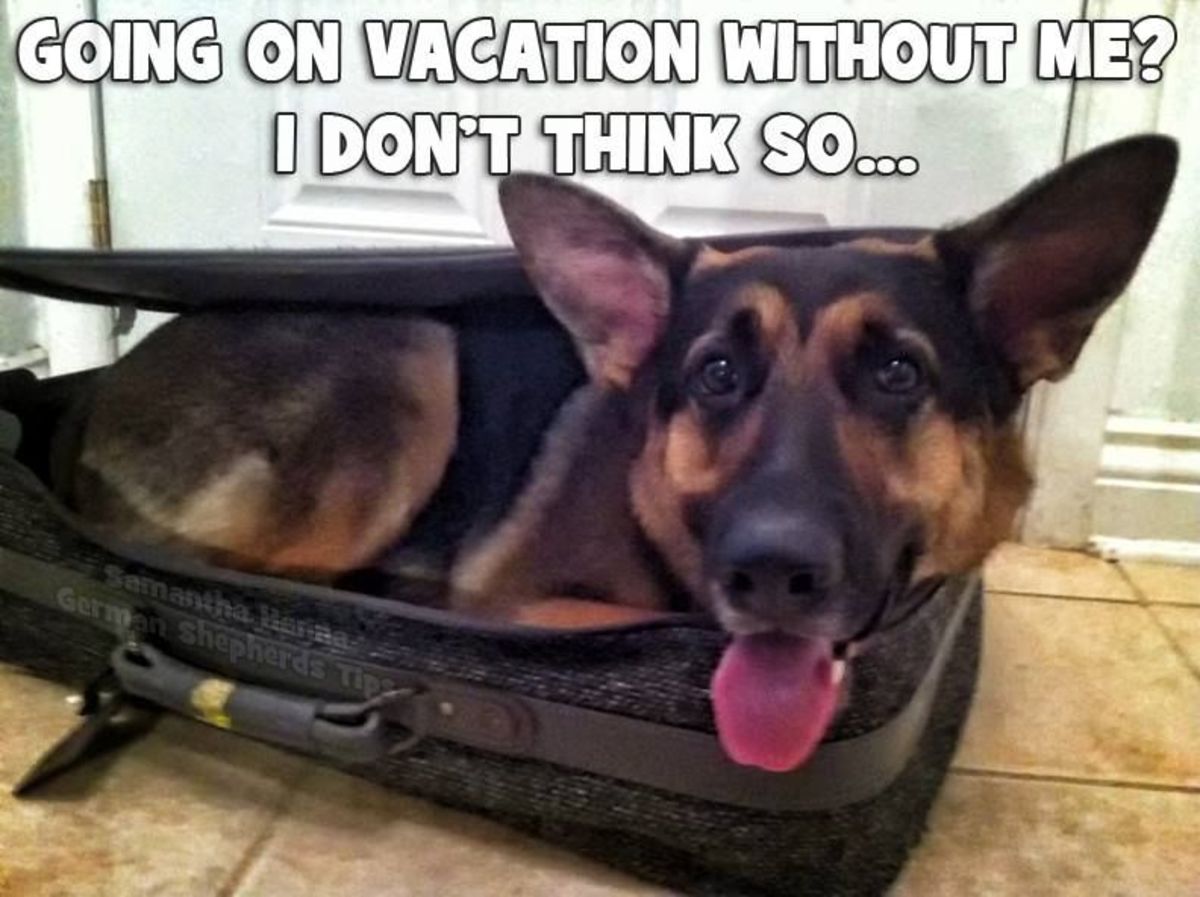Making travel plans with a fur baby is messy! I get it!