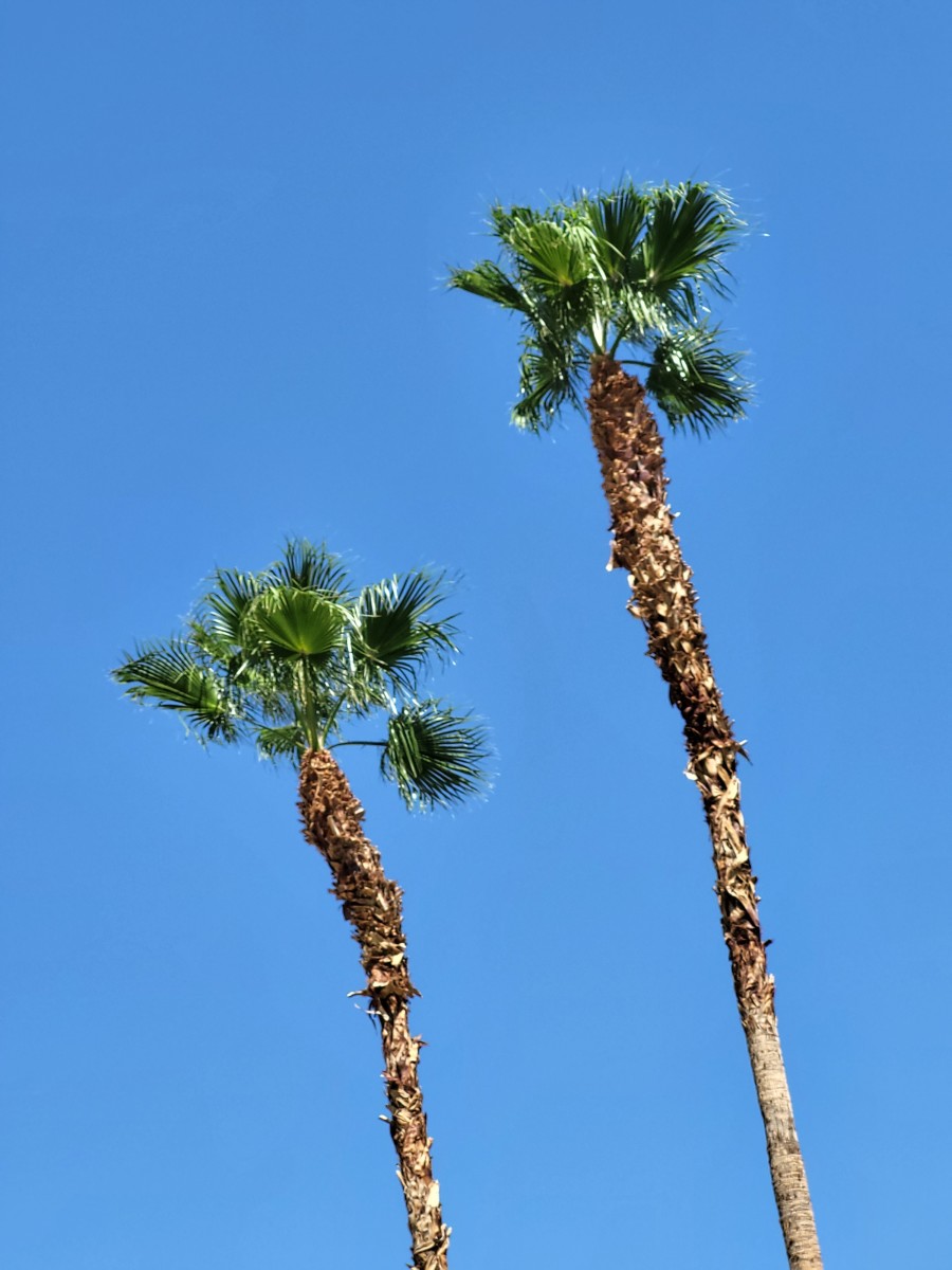 Palms reaching for the sky