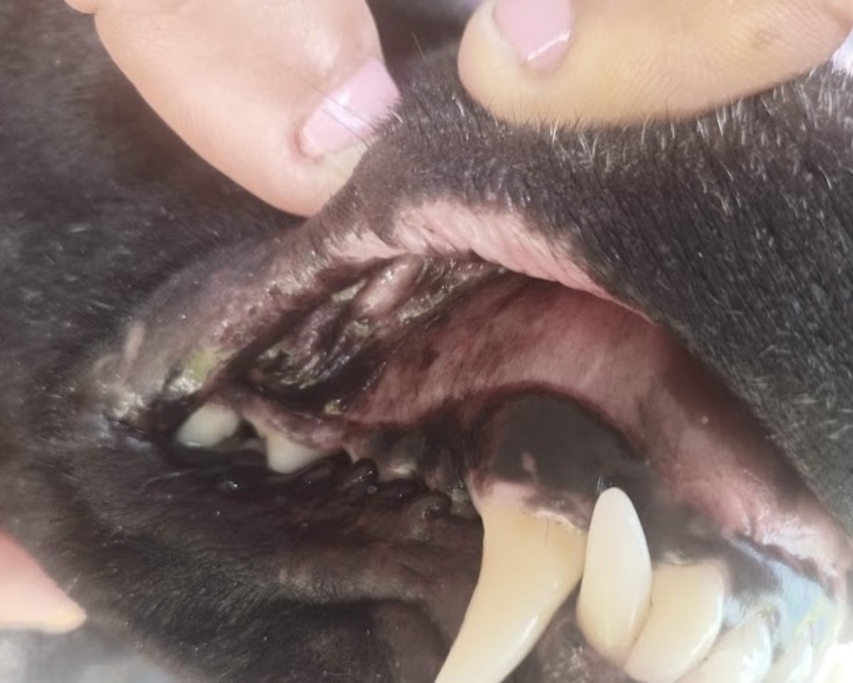 What Causes Swollen Lips In Dogs Lipstutorial