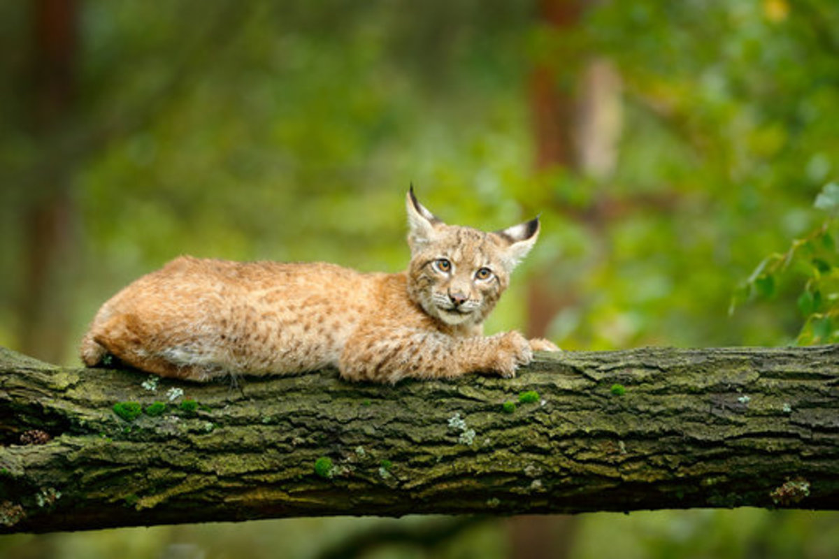 55 Fun Facts About Bobcats For Kids - The Fact Site