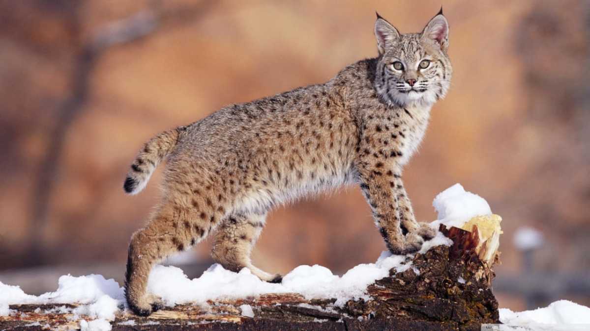 55 Fun Facts About Bobcats For Kids - The Fact Site