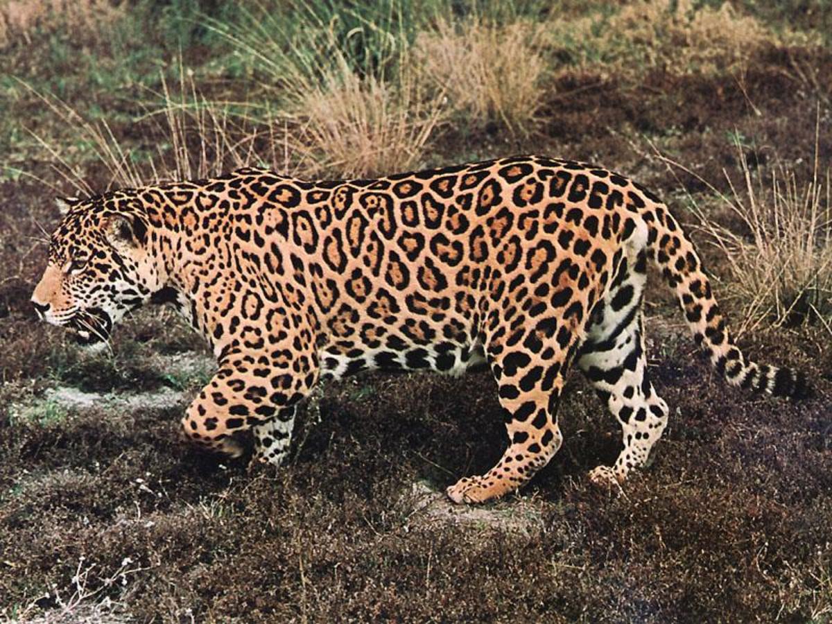 the-jaguar-americas-big-cat
