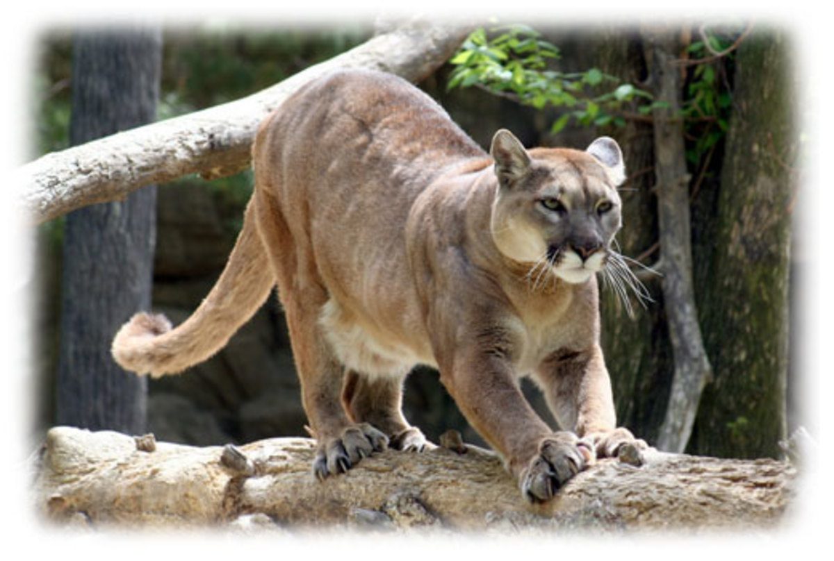 the-jaguar-americas-big-cat