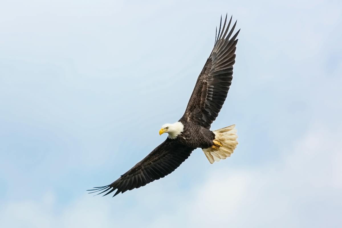 In Navajo, the name "Atsa" is the name for a majestic eagle. 