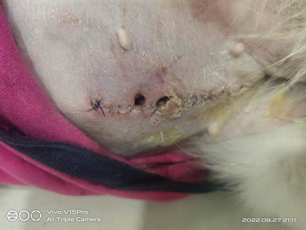 Holes next to a suture in a dog's abdomen take time to heal. If the abdominal cavity is open, a second surgery will likely be required. 