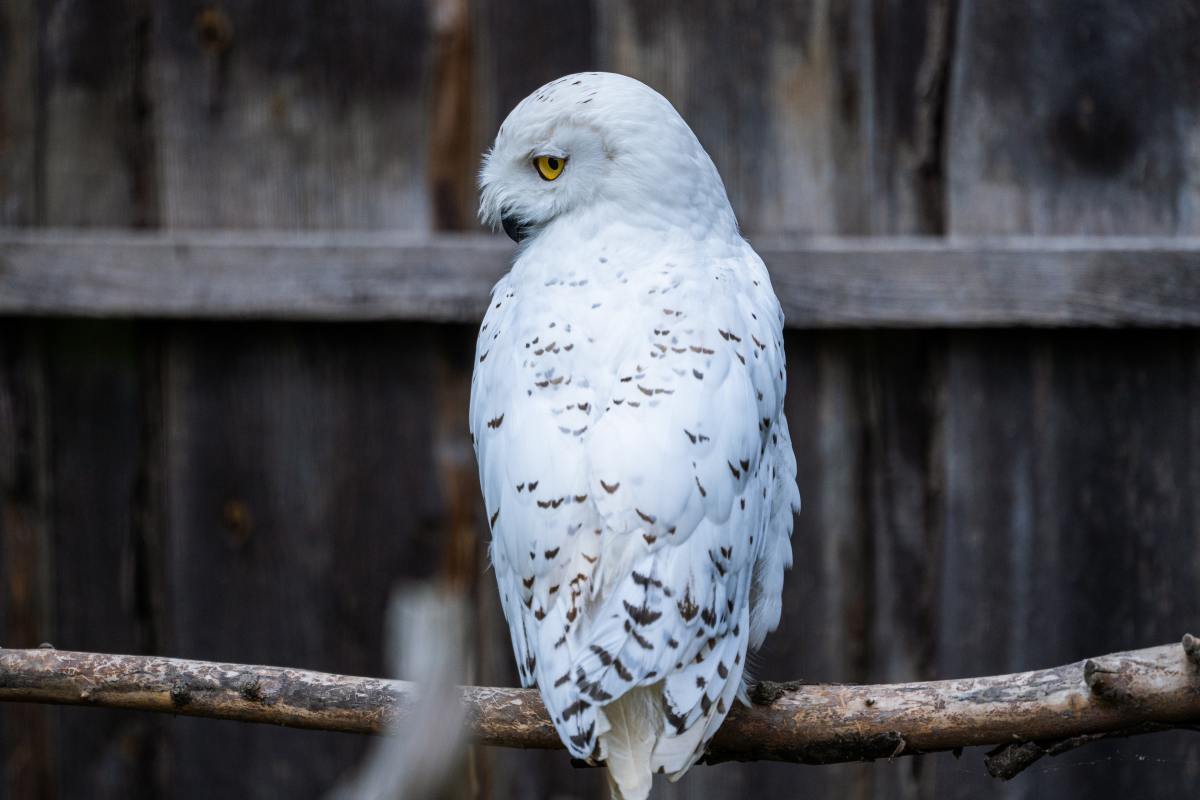 How to Help Save the Snowy Owl in Your Backyard