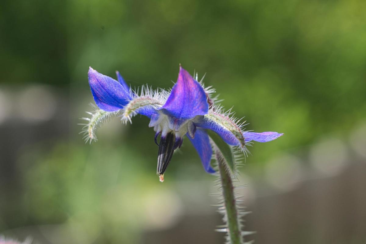 health-benefits-and-other-uses-for-borage