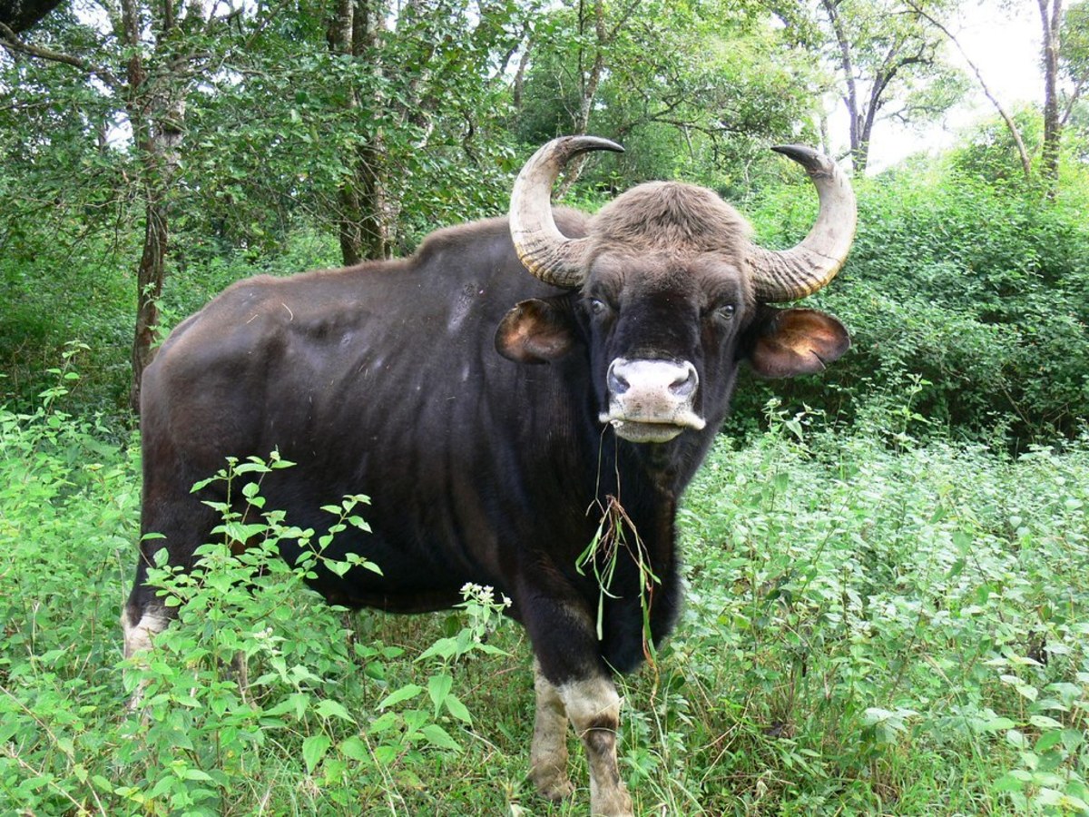 Types of Bovids: Bison, Buffalo, and Oxen, and the Fun Fact