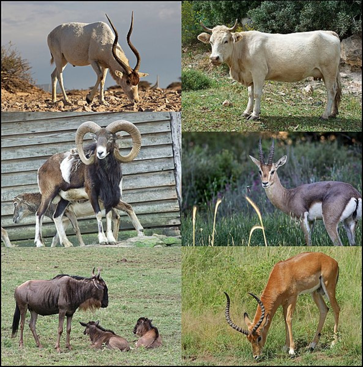 types-of-bovids-bison-buffalo-and-oxen-and-the-fun-fact