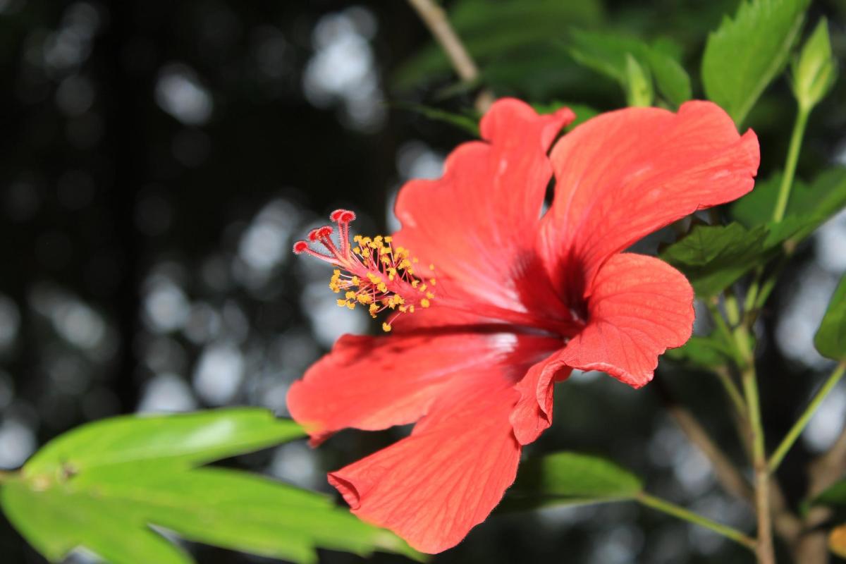 This is a tropical hibiscus flower. 