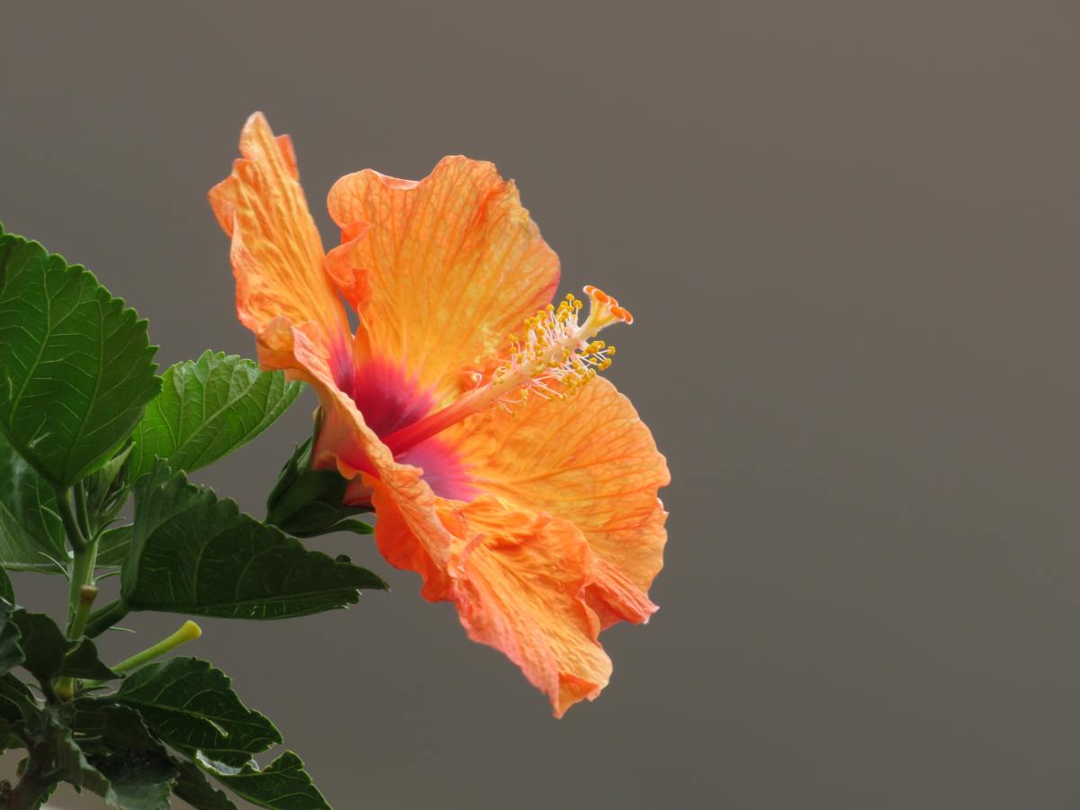 Orange petals on a delicate tropical Hibiscus rosa sinensis bloom