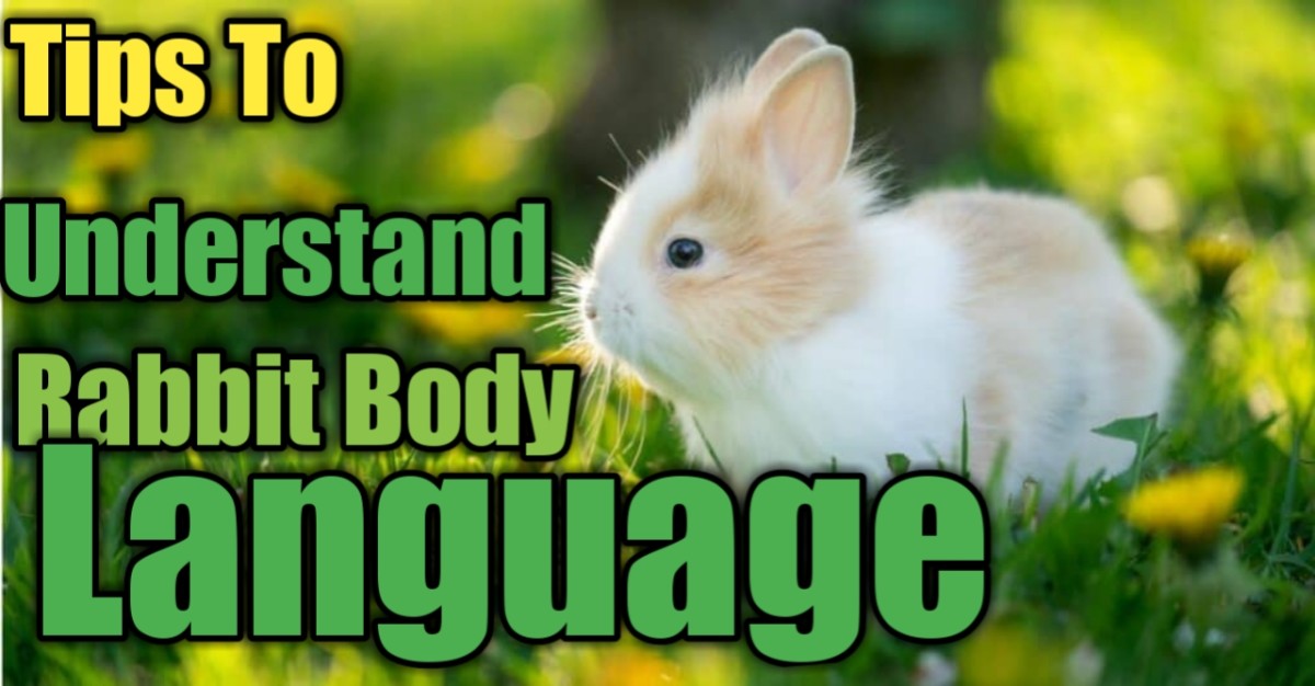 Quick Tricks for Interpreting Rabbit Body Language