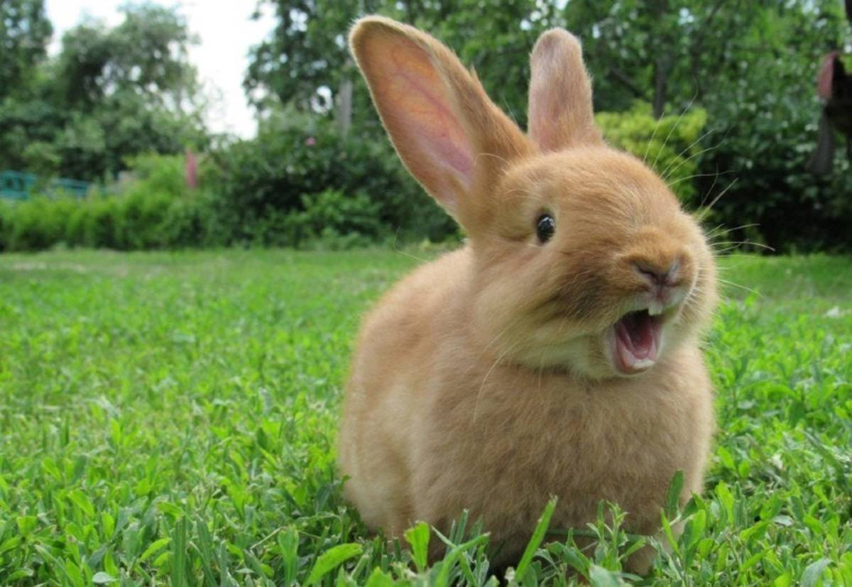 quick-tricks-for-interpreting-rabbit-body-language