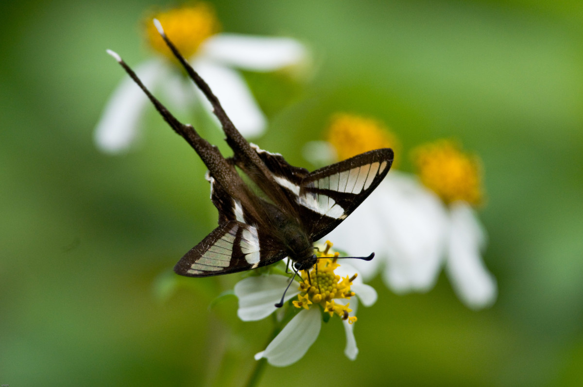 A White Dragontail Butterfly
