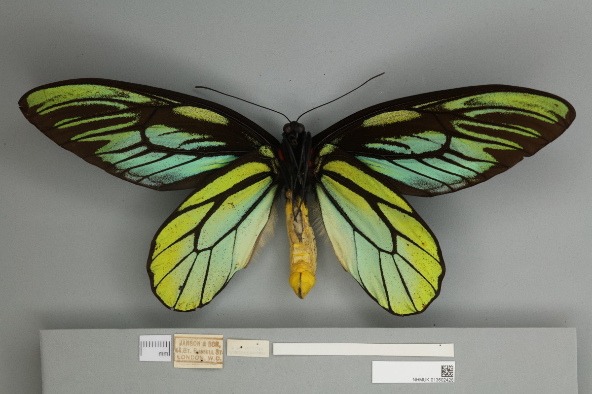 A Male Queen Alexandra’s Birdwing