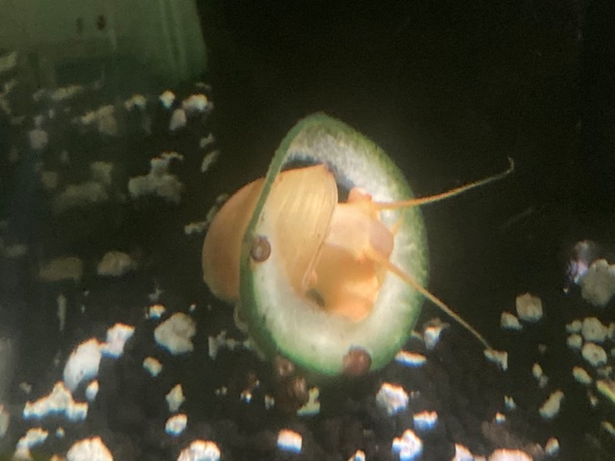 Our snails like to eat the inside of the zucchini slices as if they are 'oreo cookies.'