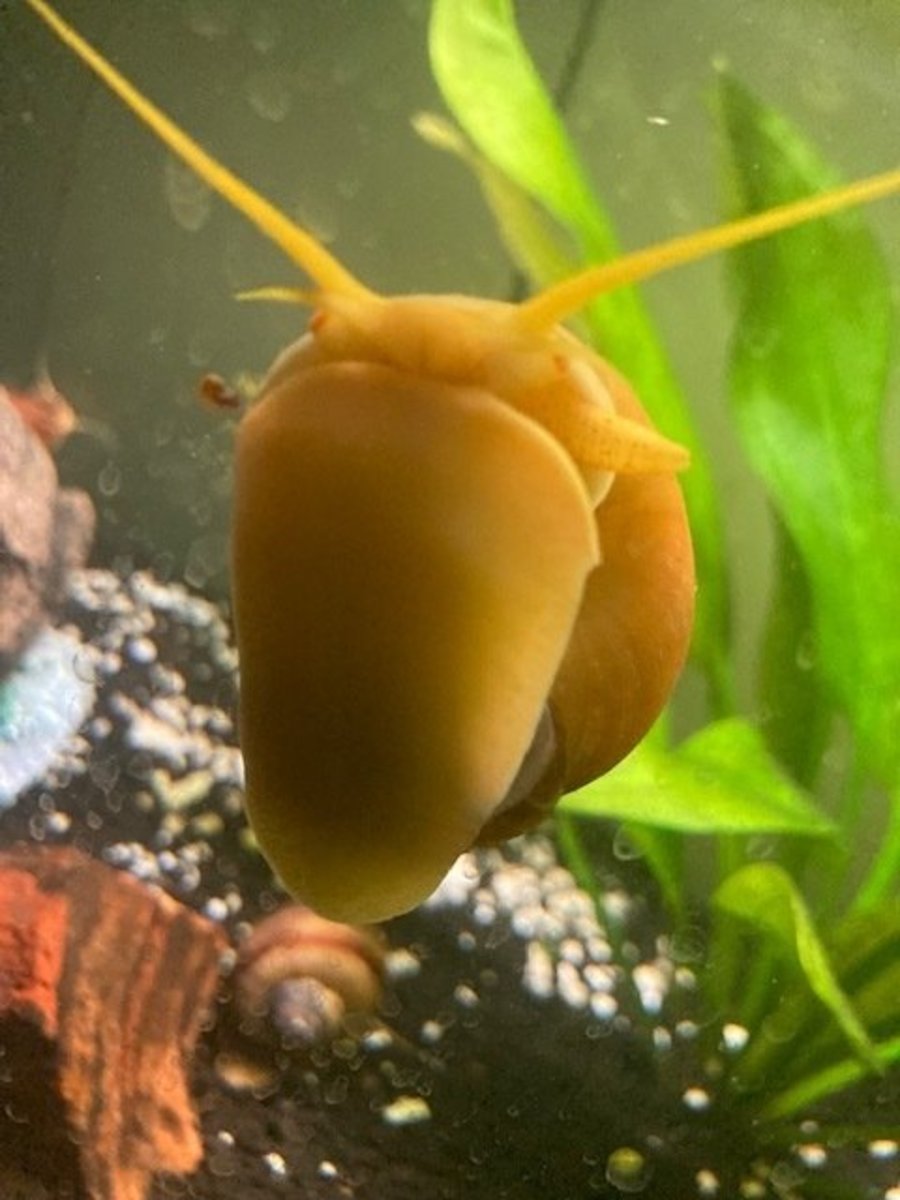 Tips on Keeping Mystery Snail Shells Healthy