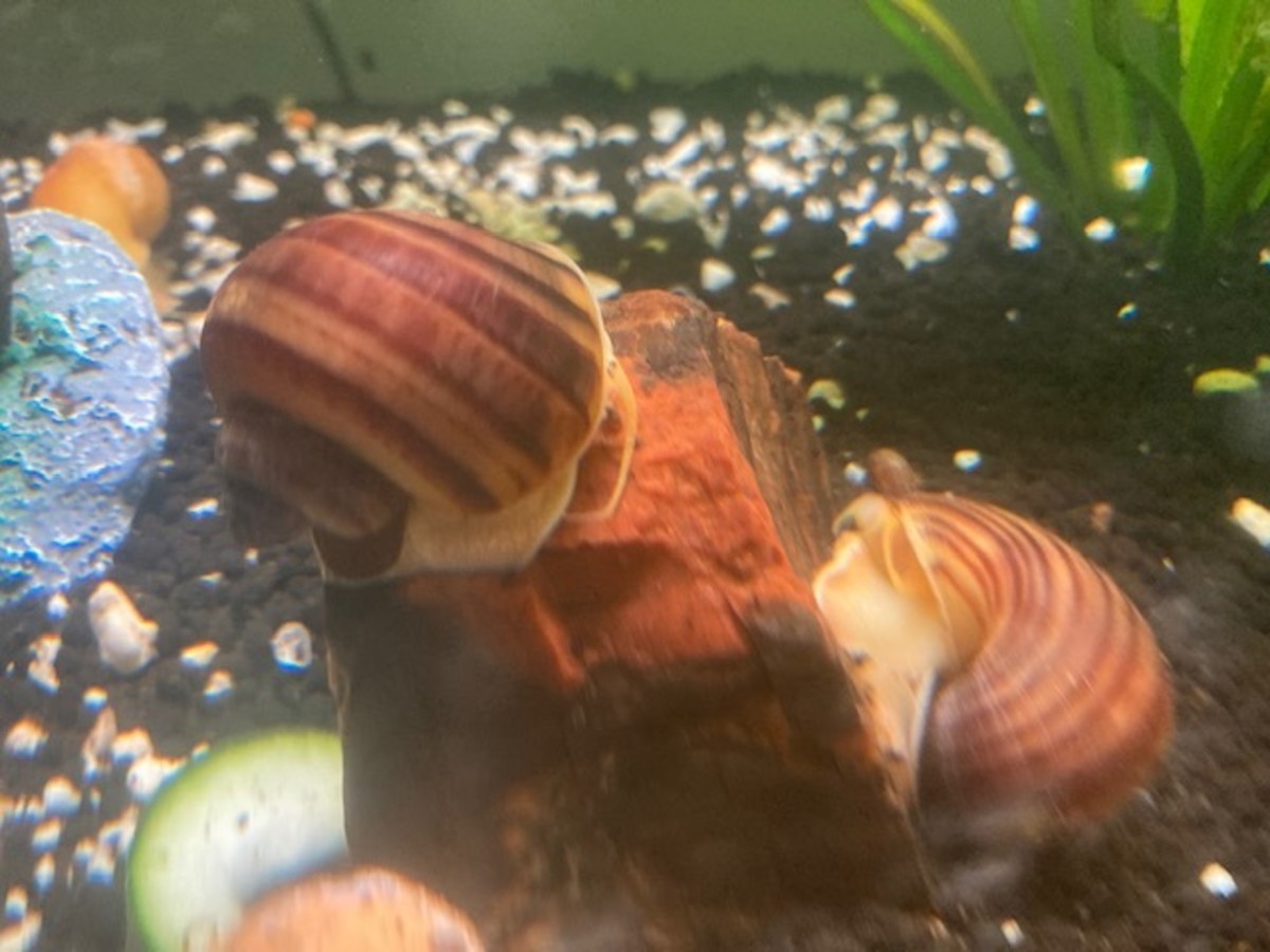 tips-on-keeping-mystery-snail-shells-healthy