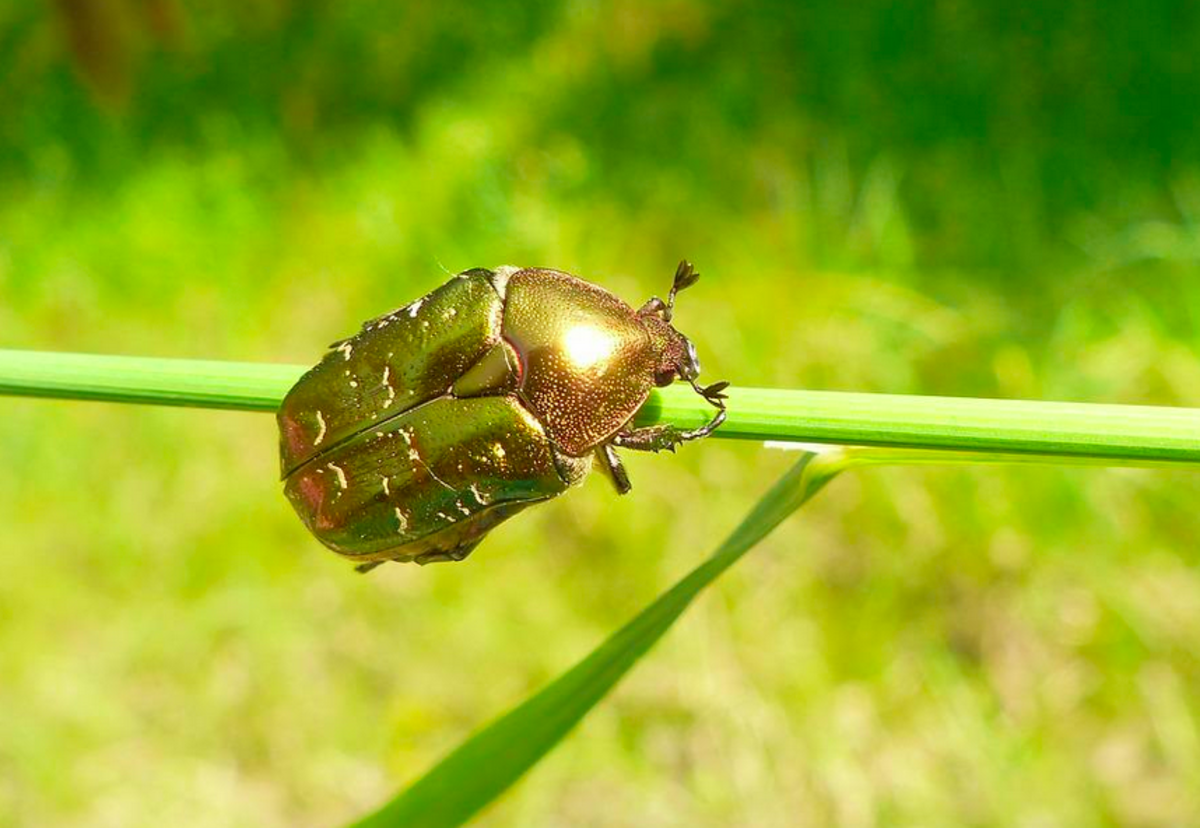 一只华丽的金属花甲虫