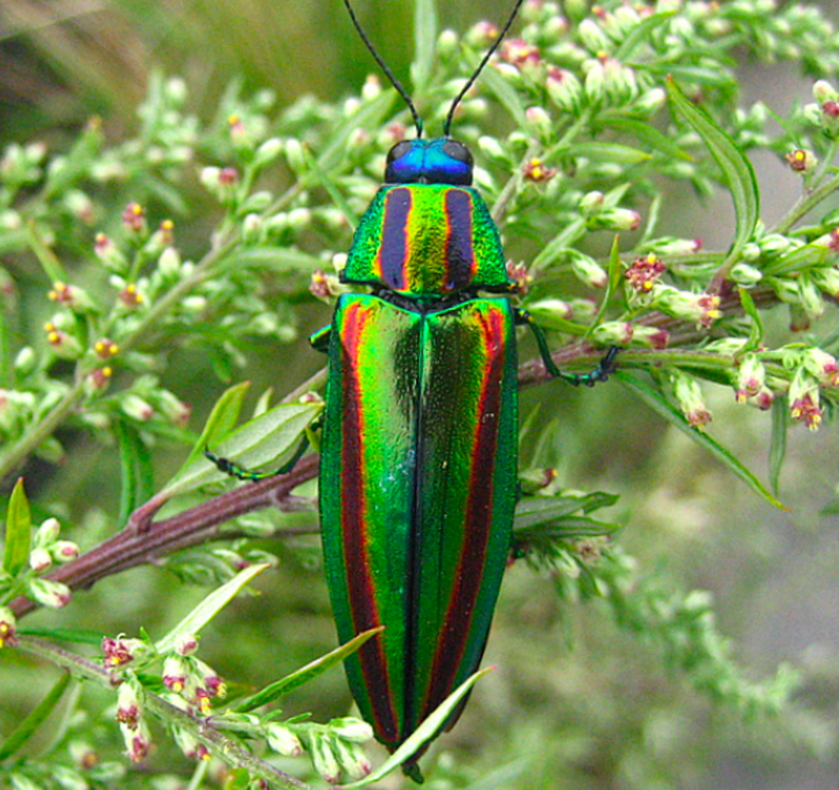 An amazing jewel beetle