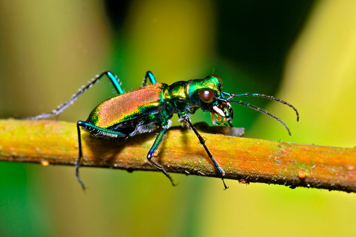 一只美丽的虎甲虫