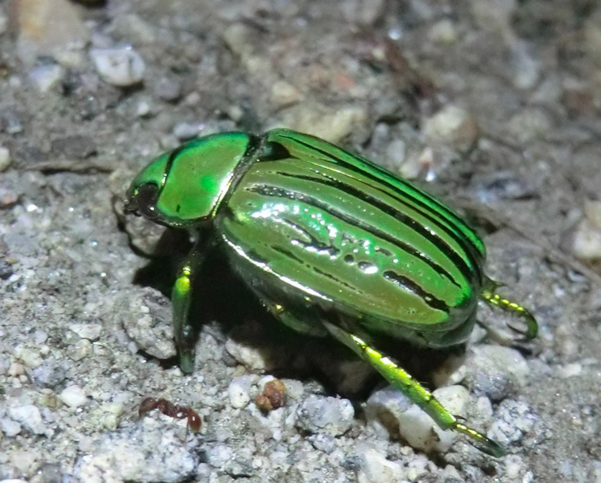 The Glorious Scarab Beetle