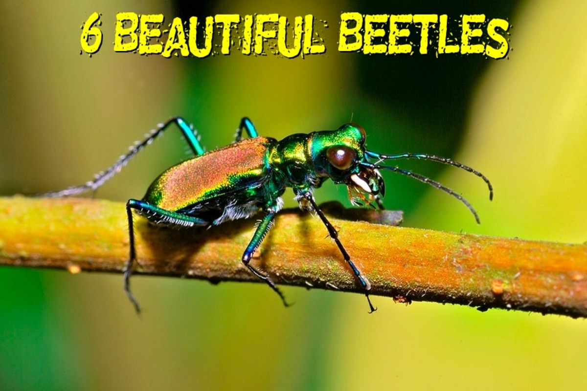 以下是你在世界各地能找到的一些最美丽的甲虫。