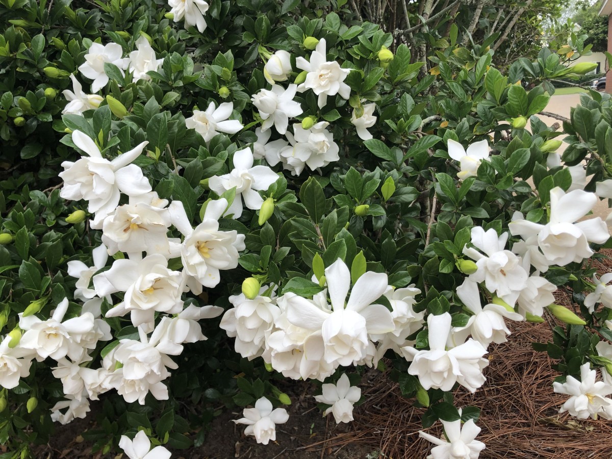 The gardenia smells heavenly, but can be a bit overpowering when a large bush is in full bloom.