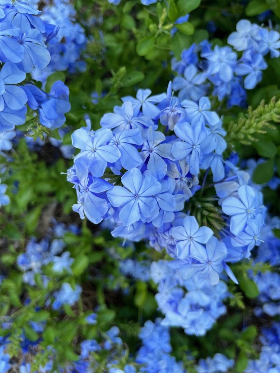 This blue plumbago is one of my favorite tropical plants.