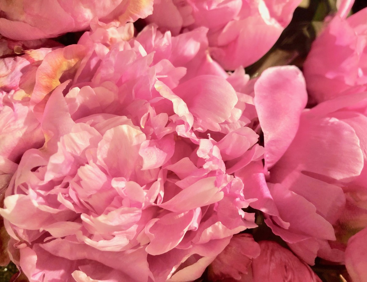 The Peony Is Known as "The Queen of All Flowers" To read this article, click the link embedded in my name under this photo.