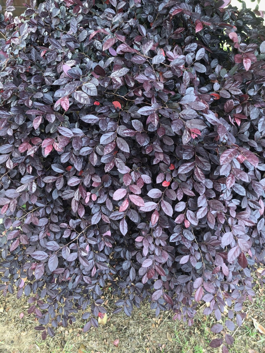 The purple, red, and green leaves of loropetalum add year-round interest to the garden with their purple and green leaves.
