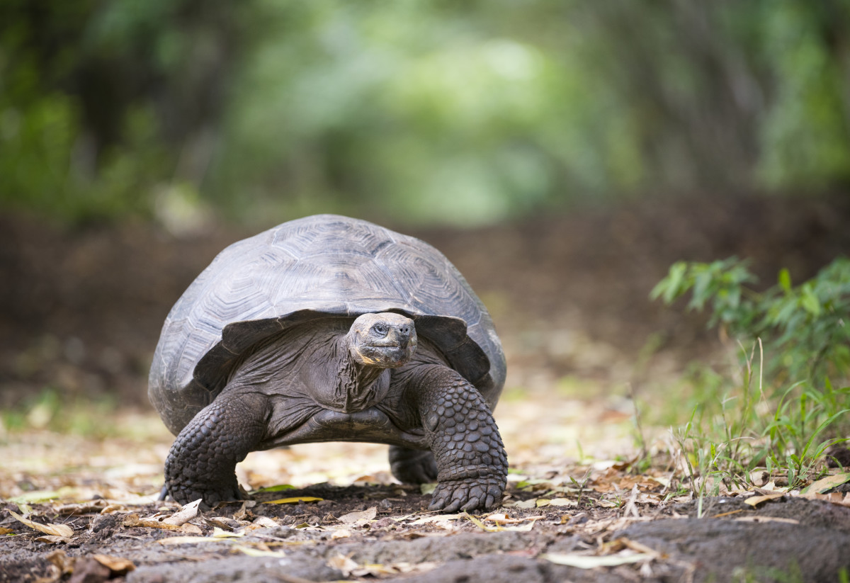 tortoise-facts