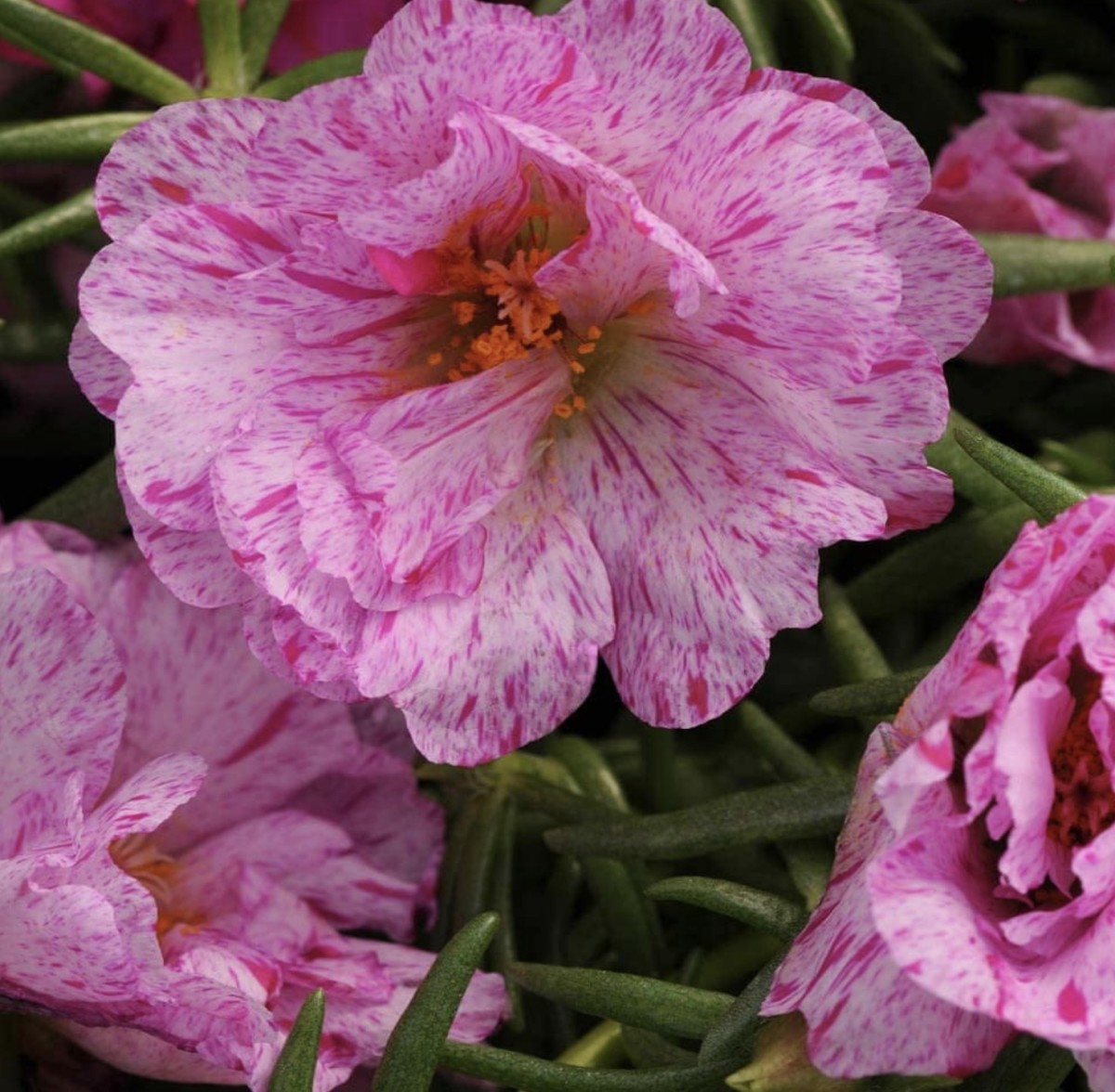 The Happy Hour Peppermint variety of moss rose.
