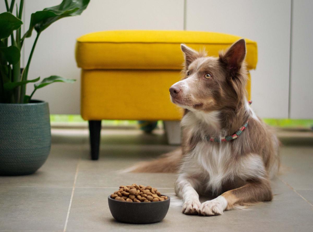 Q&A: How Can I Get My Dog to Eat Her Prescription Food?