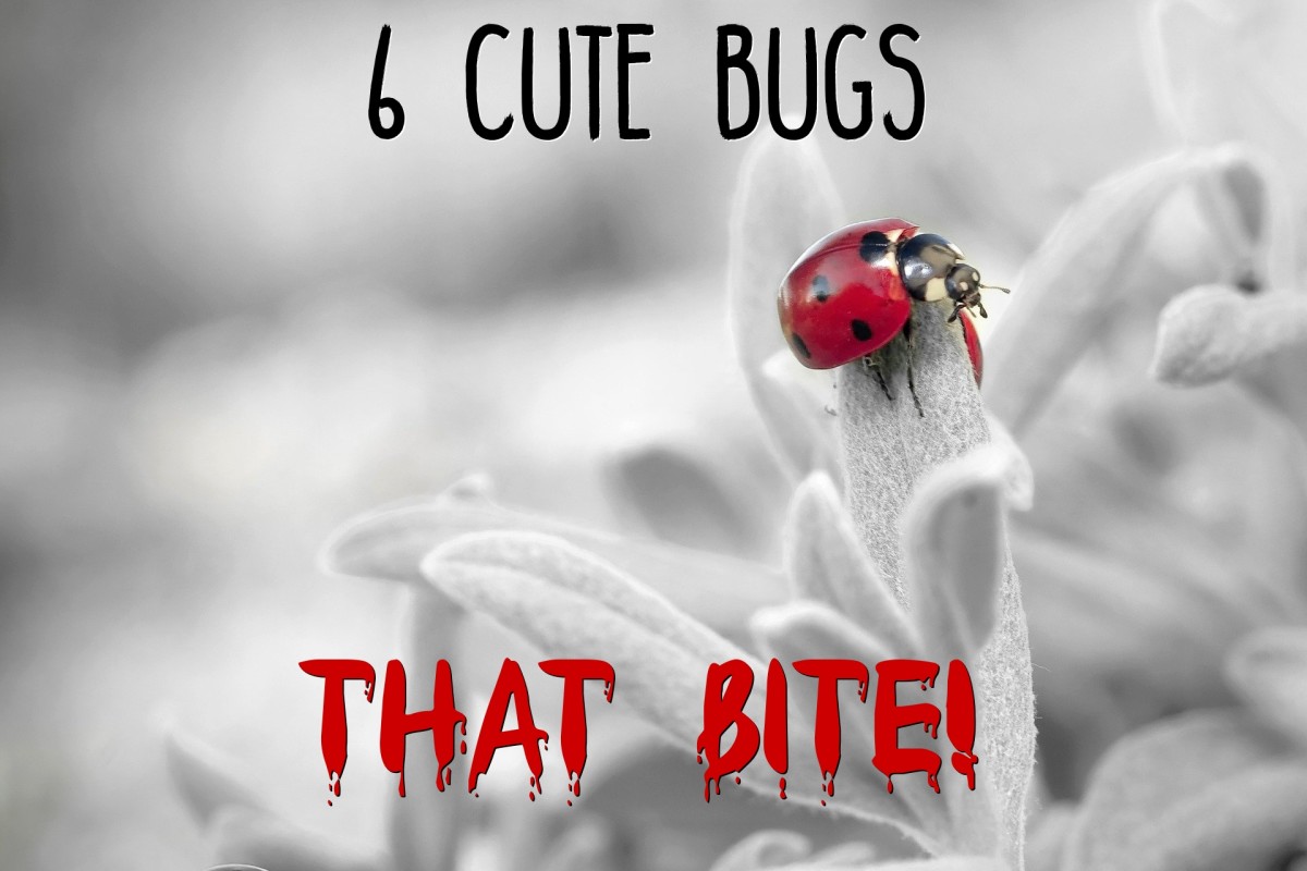 6 Extremely Cute Insects That Bite or Sting (With Photos)