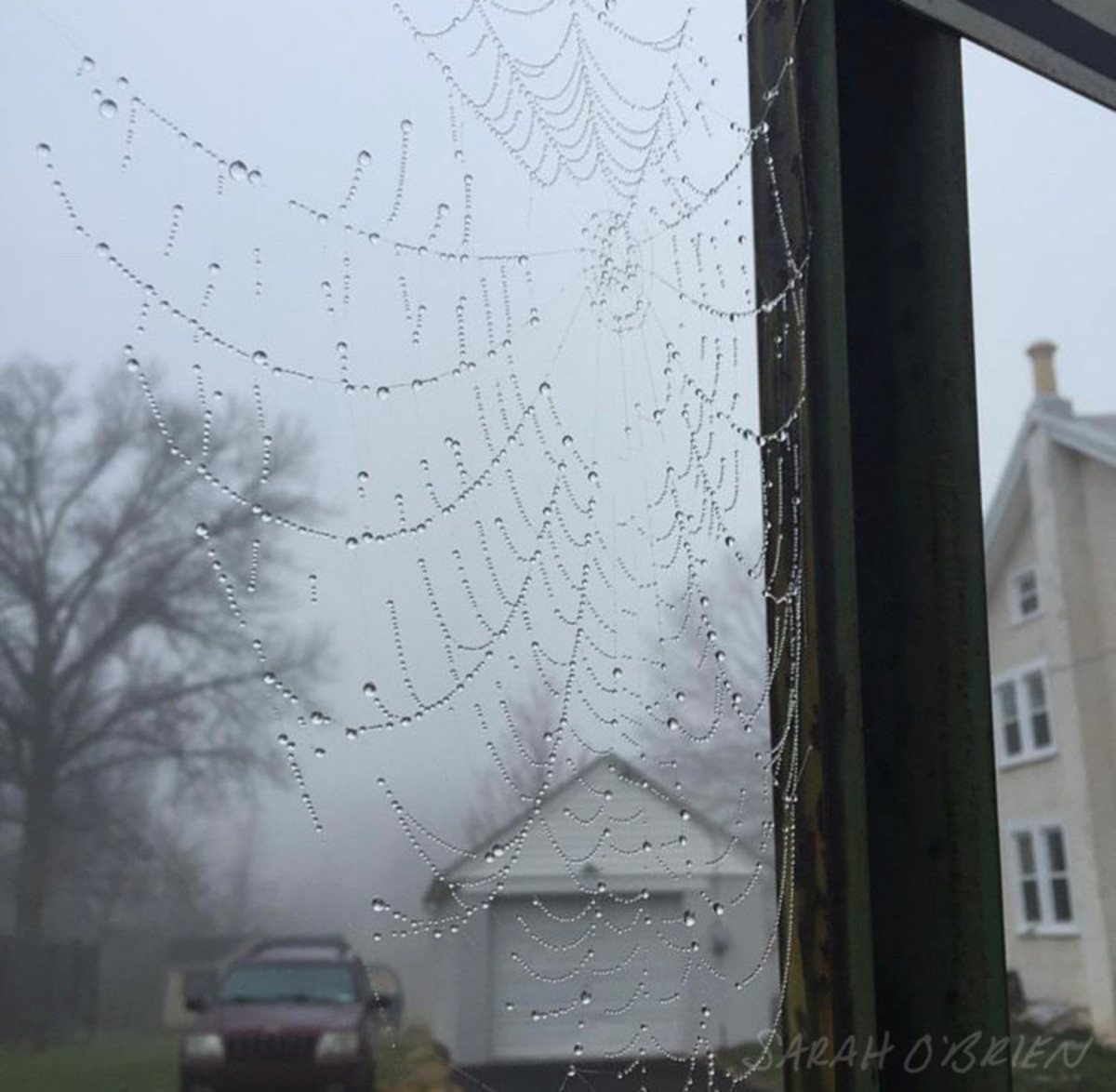Photograph of spiderweb with dew drops, by Sarah O’Brien. 