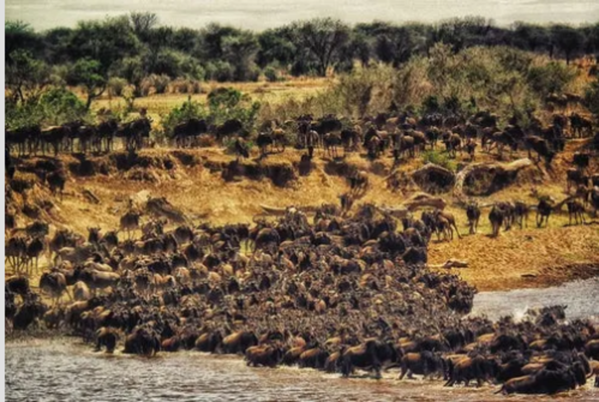 Wildebeest migration from Masai Mara to Serengeti