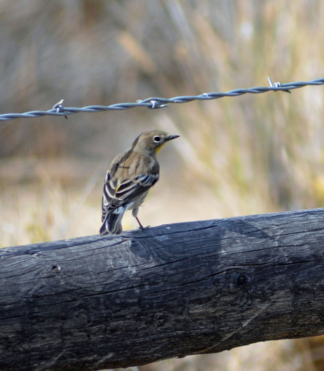 A quiet moment in the feeding frenzy, the warbler sits on a fence post.