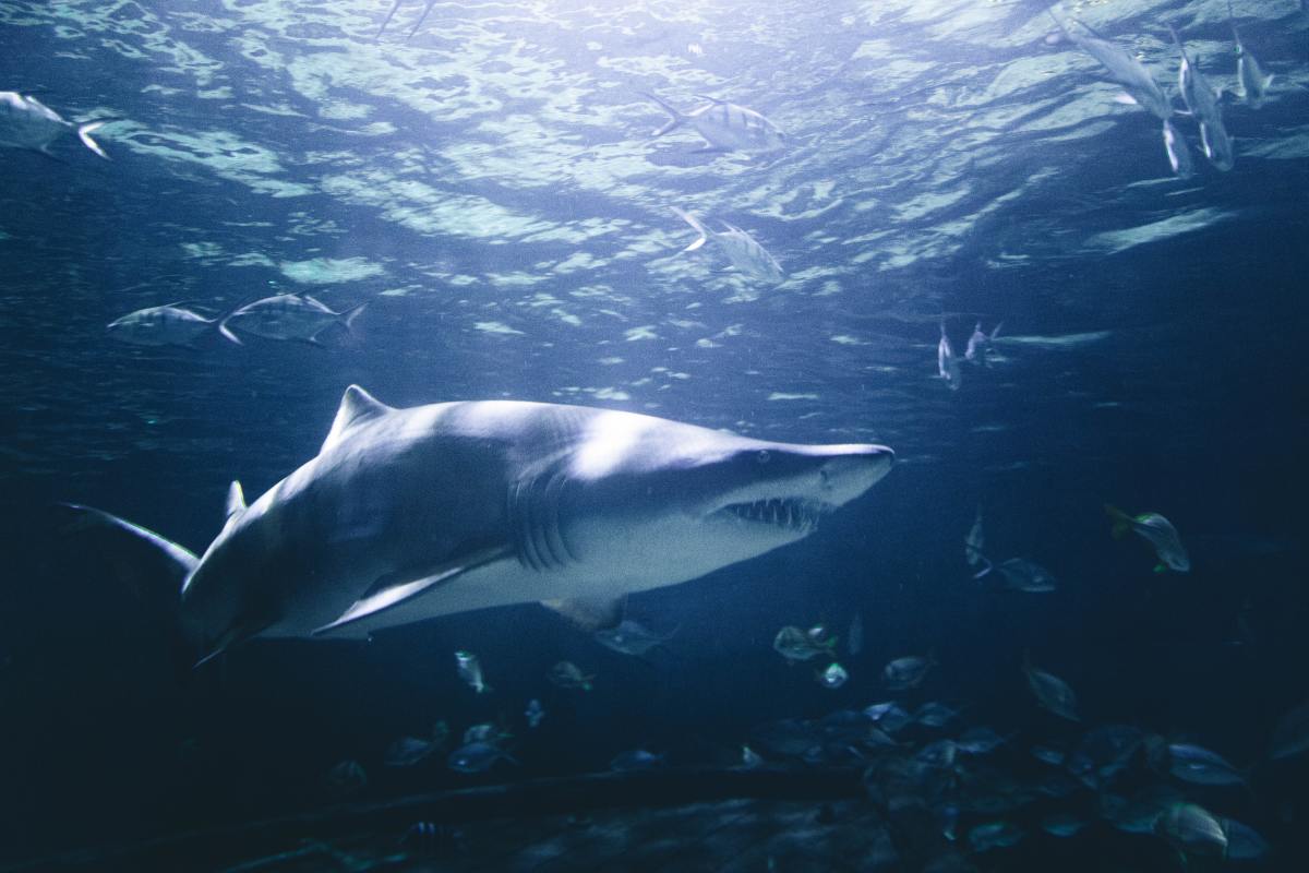 Imagine your pitch to the sharks on "Shark Tank." It may help focus your sales strategy.