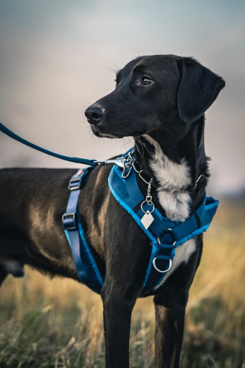 The Best Harness for Your Dog: How to Choose the Right One For Your Best Friend's Walking Needs