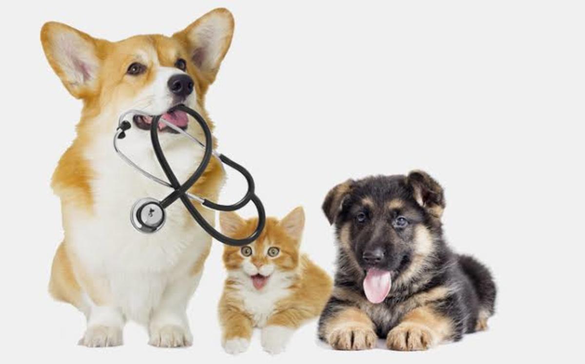 Vaccination of Pets: What Is an Adequate Amount?